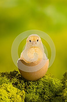 Baby chick in brown easter egg