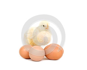 Baby chick and brown eggs