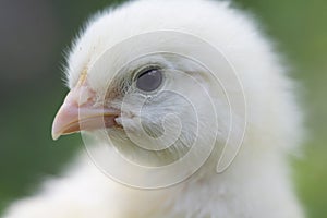 Baby chick close up shot