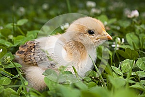 Baby chick in clover photo