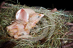 Baby chick coming out of egg