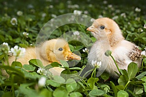 Baby Chick and duckling in clover