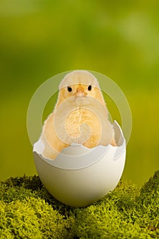 Baby chick in egg on moss