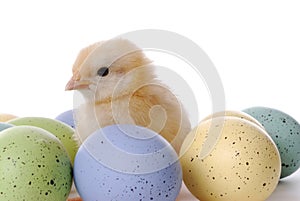 Baby Chick and Eggs