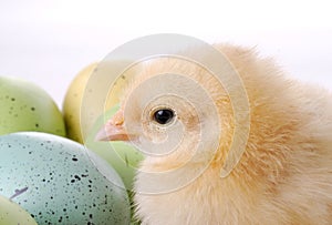 Baby Chick and Eggs