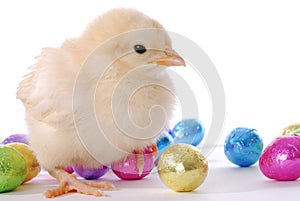 Baby Chick and Eggs