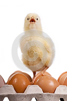 Baby chick on eggs in egg carton