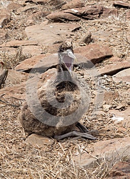 Baby chick Galapagos Albatross on beach in islands