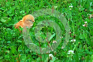 A baby chick in grass