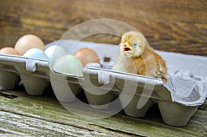 Baby chick in gray egg carton