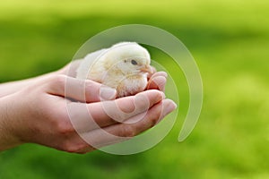 Baby Chick in Hands photo