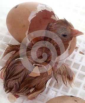 Baby chick hatching from egg