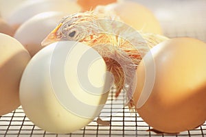 Baby Chick just Hatched