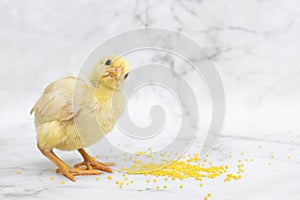 Baby chick, little hen, chicken eating millet