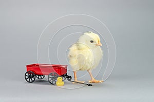 Baby Chick with Little Red Wagon Small Toy Duck Gray Background