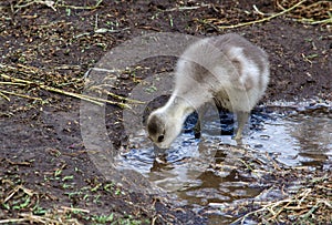 Baby chick in mud puddle
