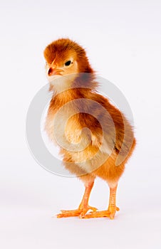 Baby Chick Newborn Farm Chicken Standing White Rhode Island Red