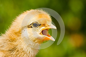 Baby chick screaming