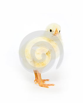 Baby chick standing up