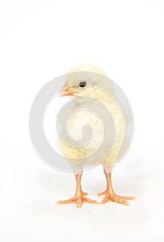 Baby chick standing up
