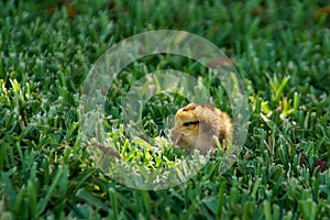 Baby chick photo