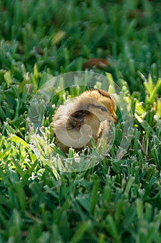 Baby chick photo