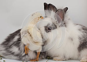 A baby chick and two baby rabbits are shown on a white background