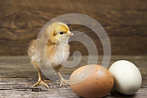 Baby Chick with two farm fresh eggs on rustic background