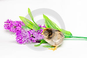 Baby chick on violet flowers