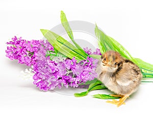 Baby chick on violet flowers on white