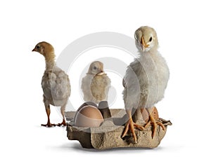 Baby chick on white background