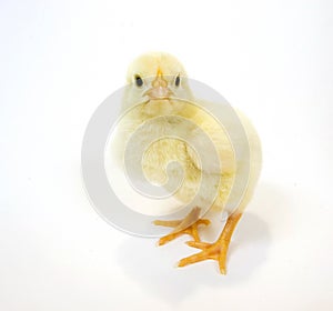 Baby chick on white background photo