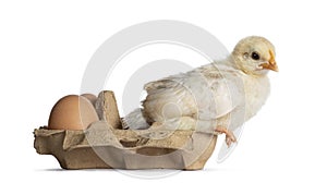 Baby chick on white background