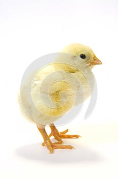 Baby chick on white background (profile) 19