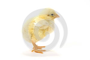 Baby chick on white background (profile right) 22 photo