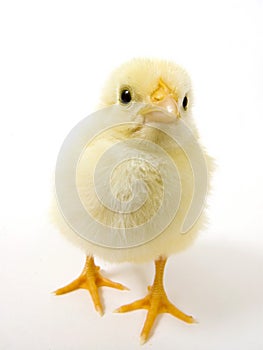 Baby chick on white background (wide 15mm) 28