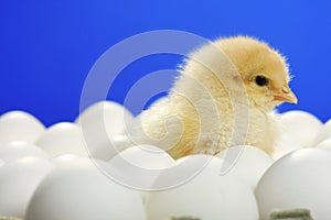 Baby chicken