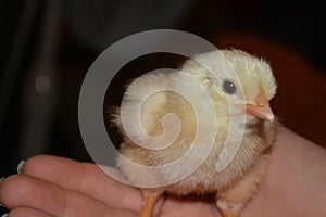 Baby chicken 2