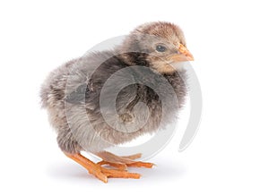 Baby chicken