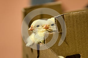 Baby chicken in the box