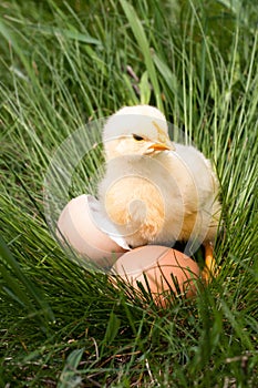 Baby chicken with broken eggshell and egg in the green grass