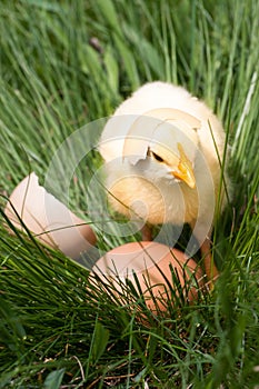 Baby chicken with broken eggshell and egg in the green grass