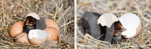 baby chicken with broken eggshell and eggs in the straw nest