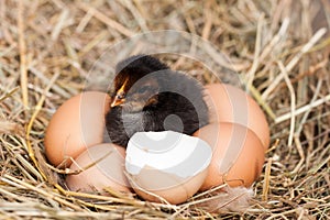 Baby chicken with broken eggshell and eggs in the straw nest