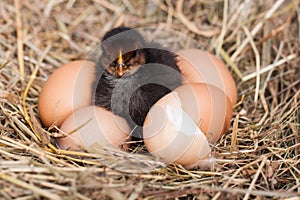 Baby chicken with broken eggshell and eggs in the straw nest