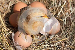 baby chicken with broken eggshell and eggs in the straw nest