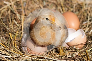 Baby chicken with broken eggshell and eggs in the straw nest