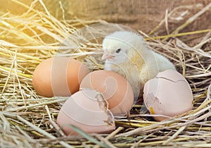 Baby chicken with broken eggshell in the straw nest