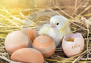 Baby chicken with broken eggshell in the straw nest