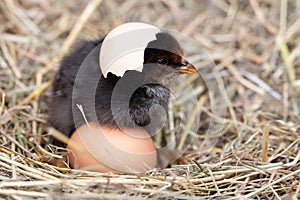 Baby chicken with broken eggshell in the straw nest